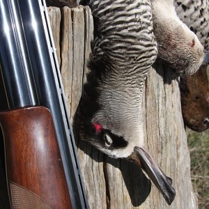 Maximise your bag this season with these top duck hunting tips.